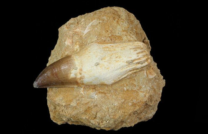 Mosasaur (Prognathodon) Rooted Tooth In Rock - Nice Tooth #66526